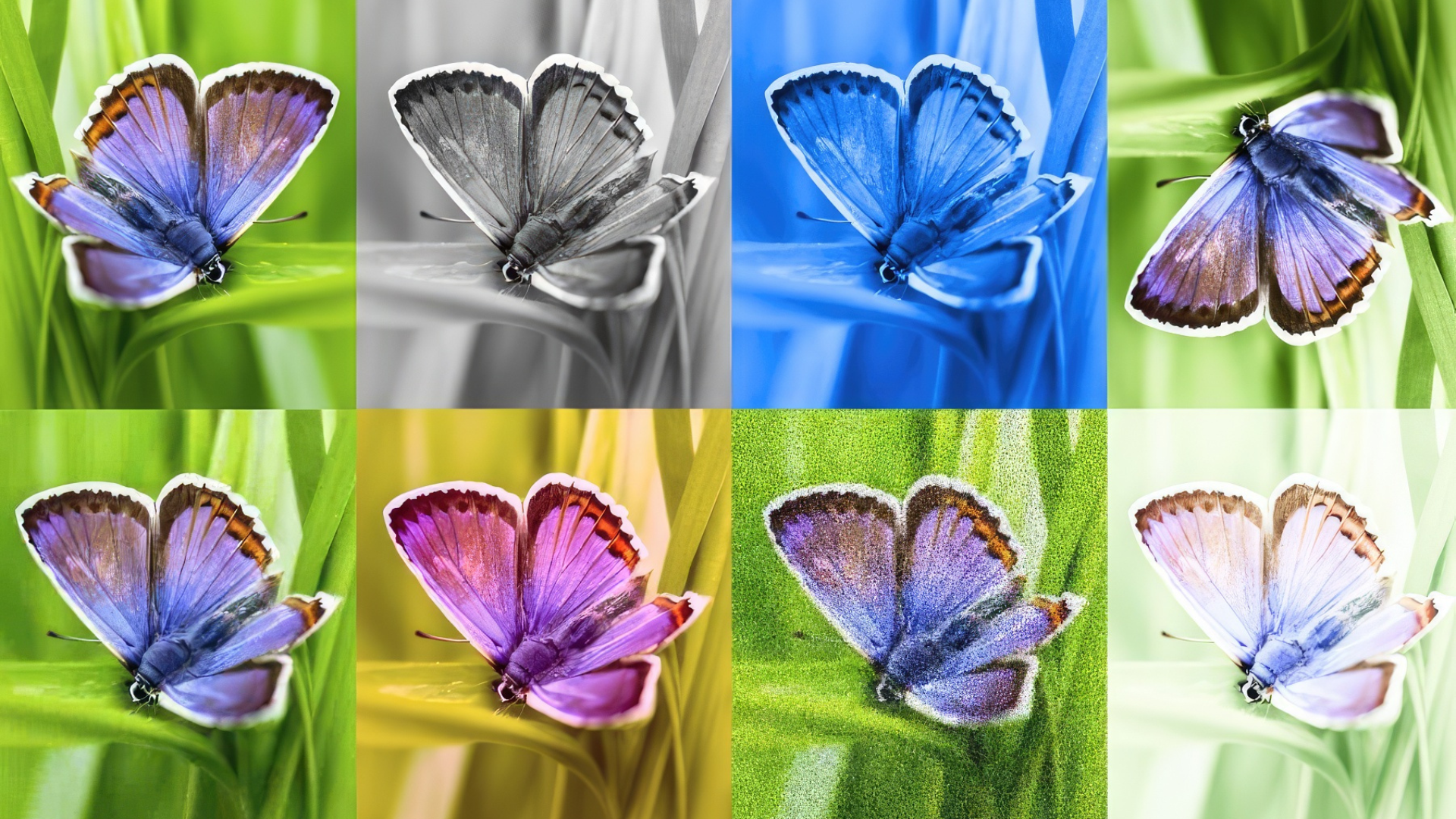 SynthID